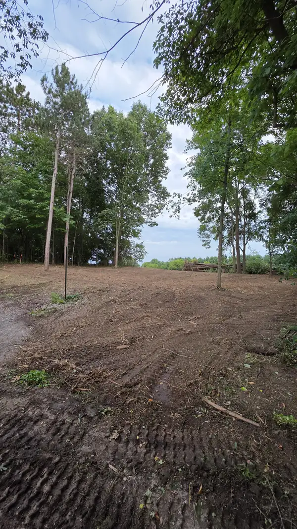 Cleared ground between standing trees with fresh equipment track marks